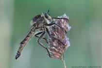 Gemeine Raubfliege
